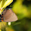Great Purple Hairstreak