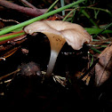 cantharelloid fungus