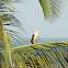 Yellow-headed Caracara