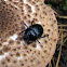 Earth-boring dung beetle