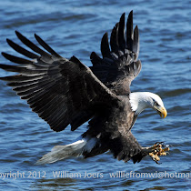 Raptors of California