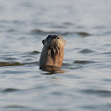 River Otter
