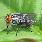 Fly