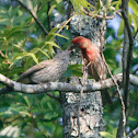 House Finches