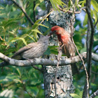 House Finches