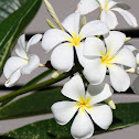 White Frangipani