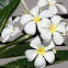 White Frangipani