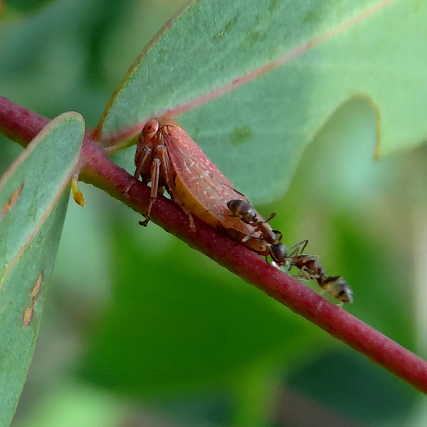Pink hopper juice bar Project Noah