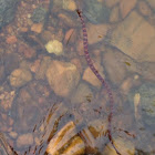 Copperhead