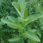 Milkweed
