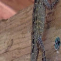 Brown Anole