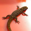 Big-scaled Least Gecko