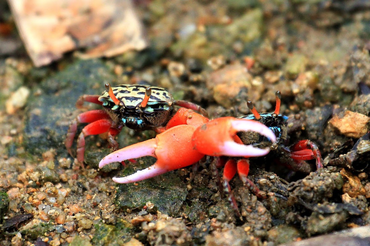 Uca crassipes (粗腿綠眼招潮蟹)