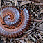 Millipede