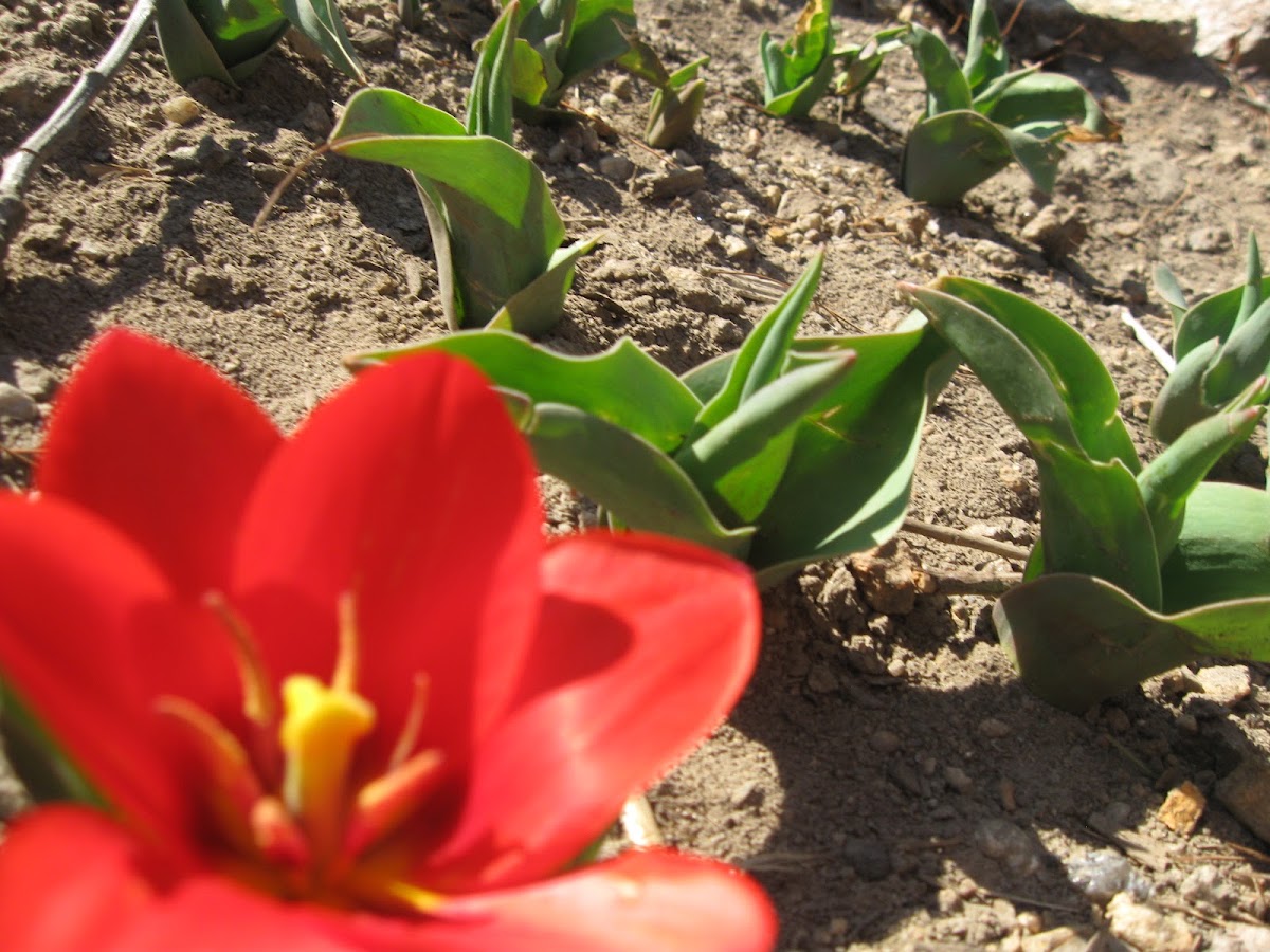 Red Tulip