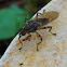 Fungus fly