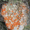 Red Crustose (Paint) Lichen