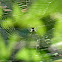 Orchard Spider