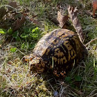 Ornate Box Turtle