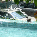 Javan Myna