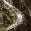 Python