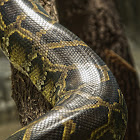 Python