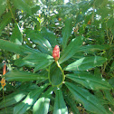 Bromélia