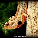 ORIENTAL GARDEN LIZARD