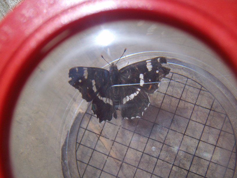White Admiral