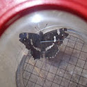 White Admiral