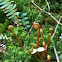Fern