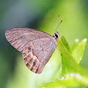 Brown Ringlet