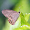 Brown Ringlet