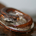 Four Toed Salamander