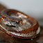Four Toed Salamander