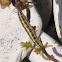 Toadflax Brocade Moth Caterpillar