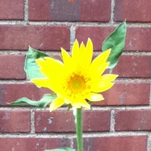 Spotting Image 1