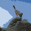 A Guanaco, Patagonia, Chile Cutout