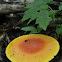 Amanita jacksonii