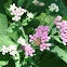 Honey Bee