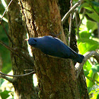 Velvet-fronted Nuthatch