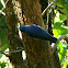 Velvet-fronted Nuthatch