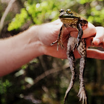 White Oak High School Herp. Survey