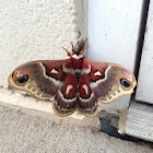 Cecropia Moth