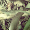 Brown Anole