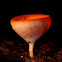 Cup Fungi