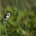 Green Kingfisher