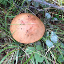 red-capped scaber stalk