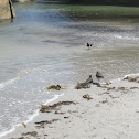 Pied Oyster Catcher