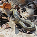 Eastern Garter Snake